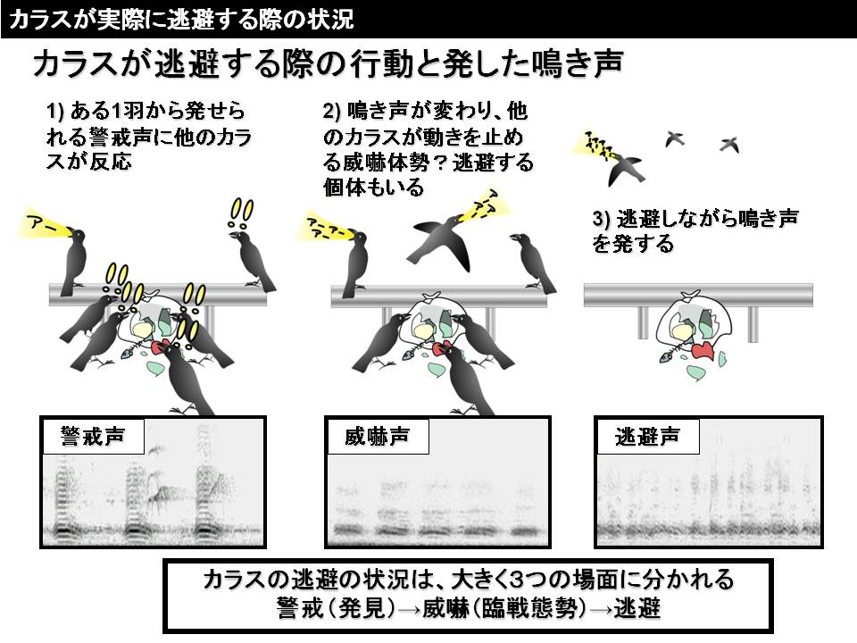 カラスが実際に逃避する際の状況